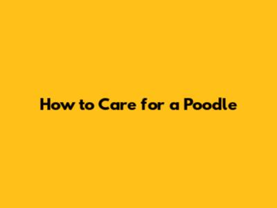 How to Care for a Poodle