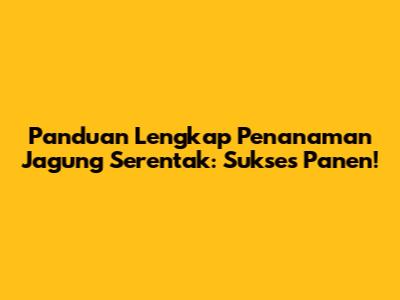 Panduan Lengkap Penanaman Jagung Serentak: Sukses Panen!