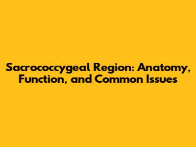 Sacrococcygeal Region: Anatomy, Function, and Common Issues